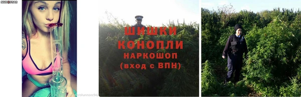 шишки Алексин
